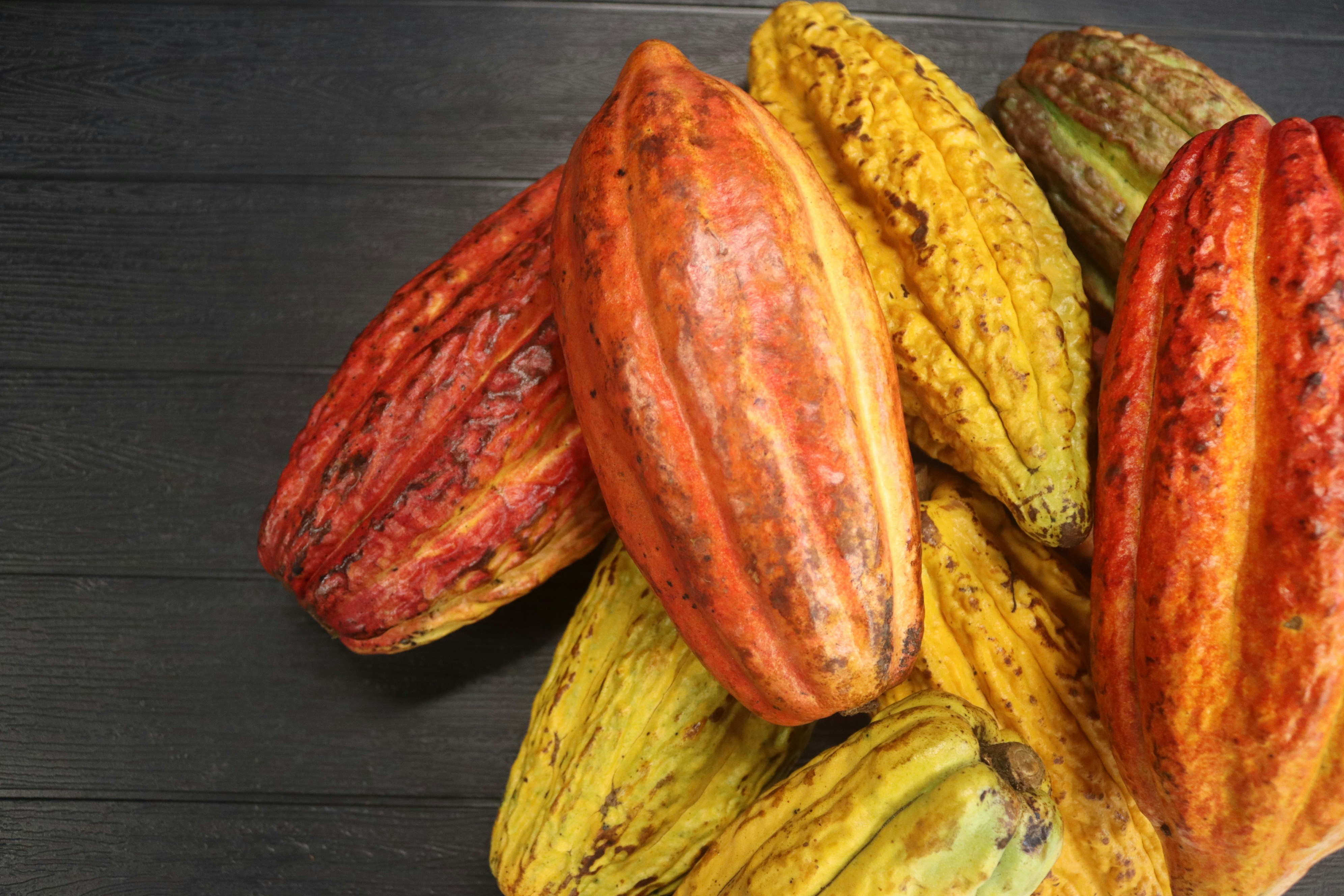 Trinitario cocoa