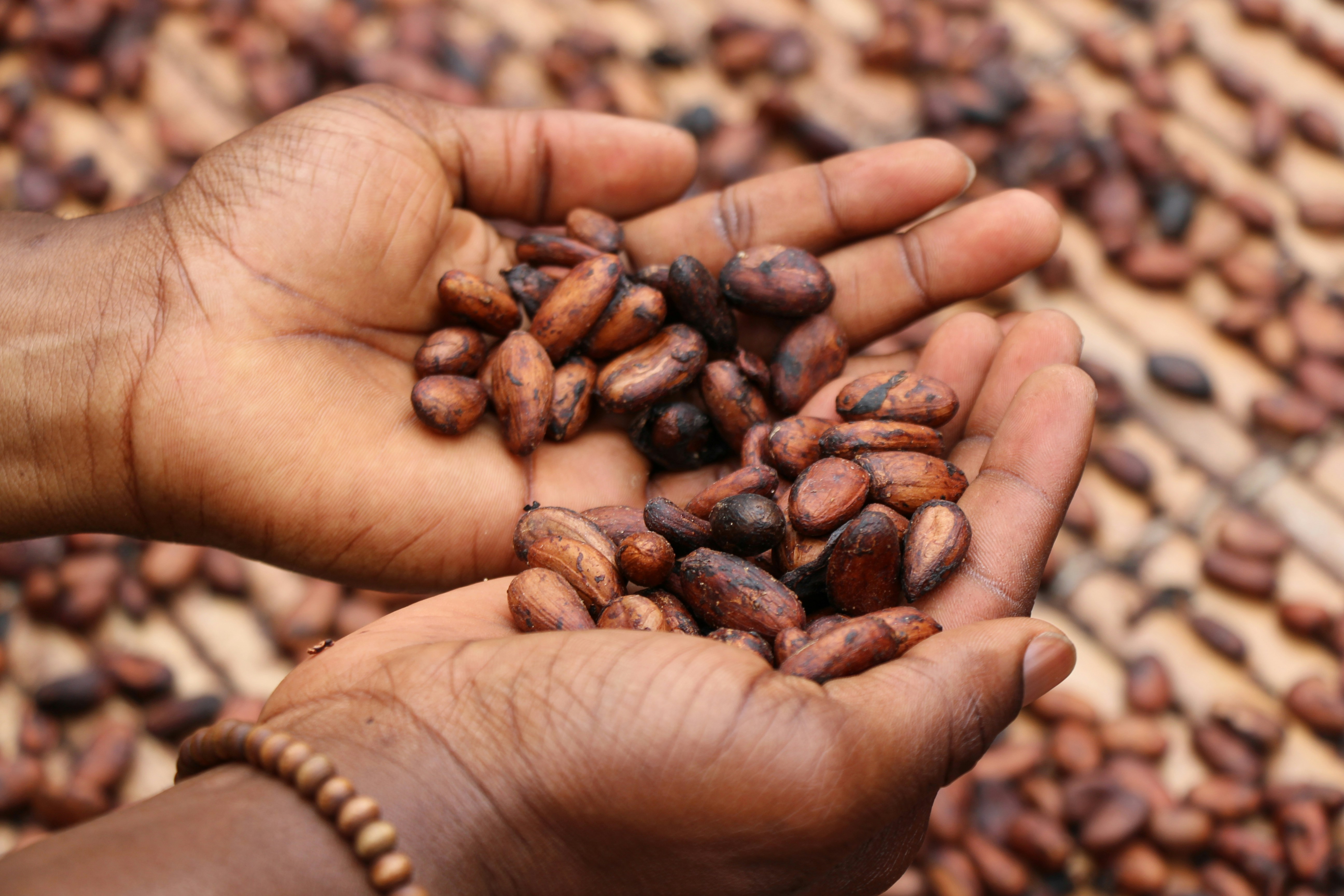 Forastero cocoa